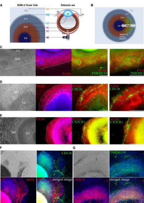 تکامل میکروگلیاهای کدکننده پروتئین PAX6 (PPM) به صورت موضعی در ارگانوئیدهای چشمی مشتق از hiPSC 